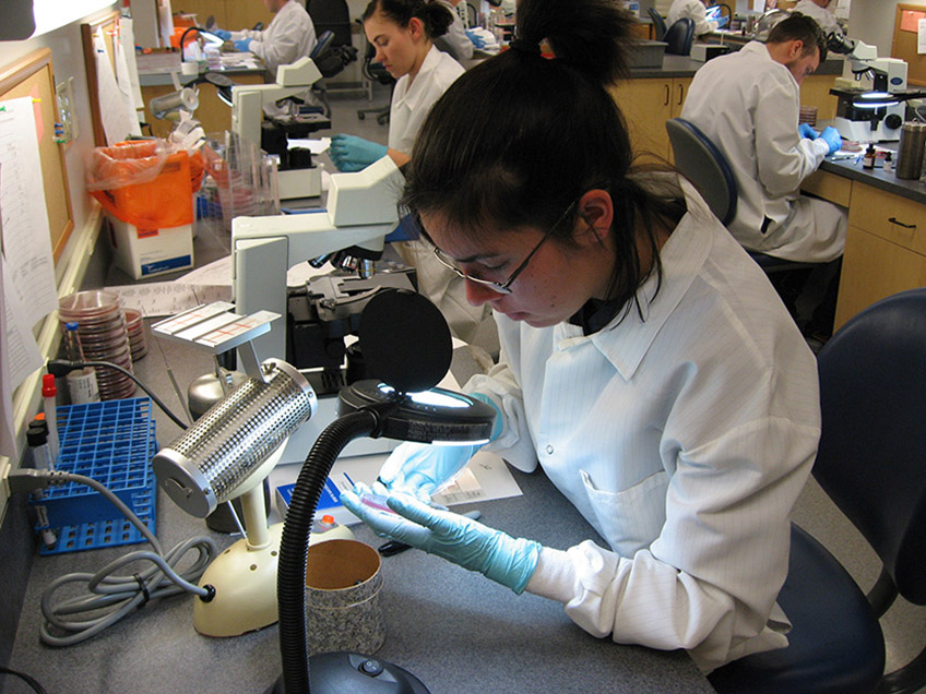 Student reading a microbiology culture plate.