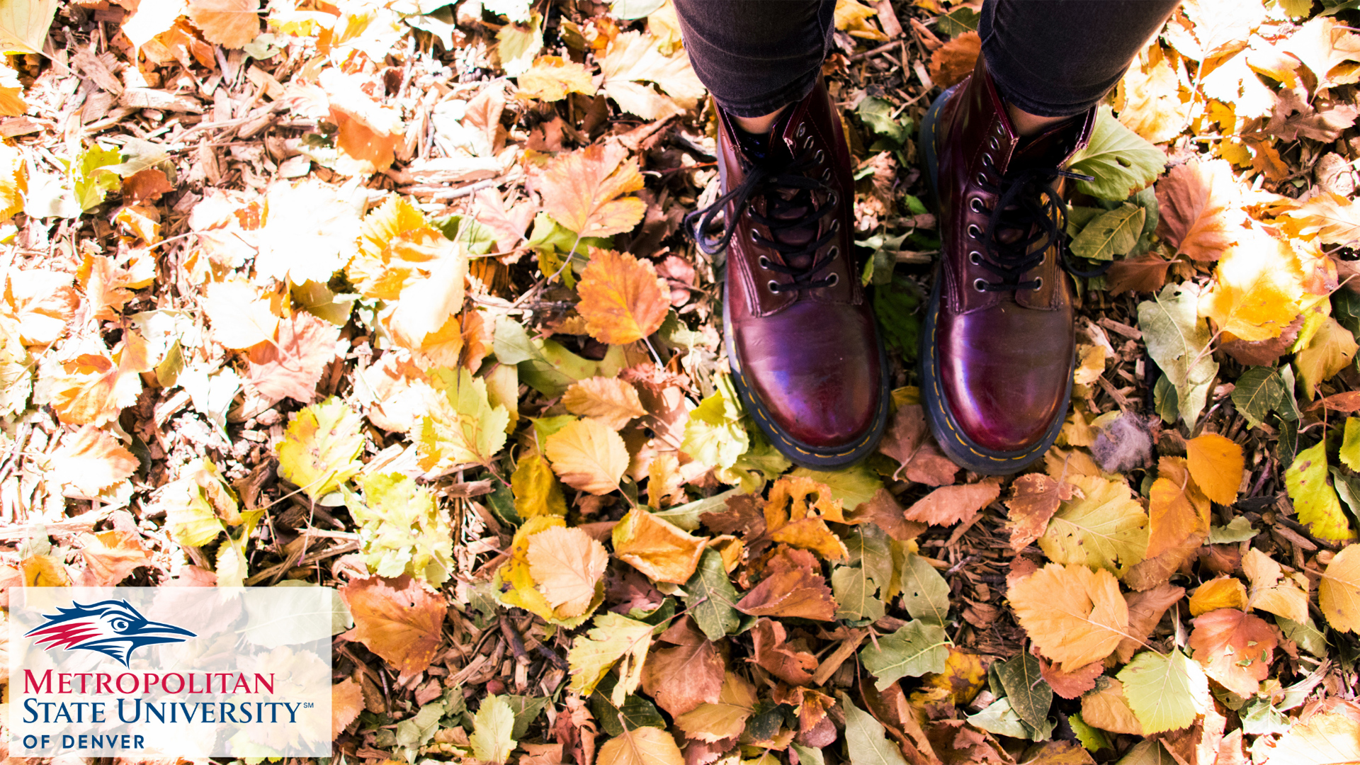 MSU Denver logo in front of fall leaves and purple boots