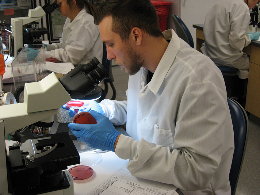 Student reading cultures in microbiology student lab