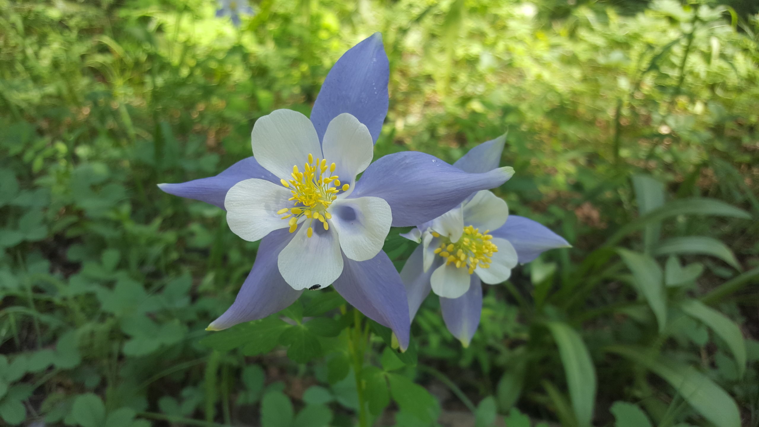 Columbine flower