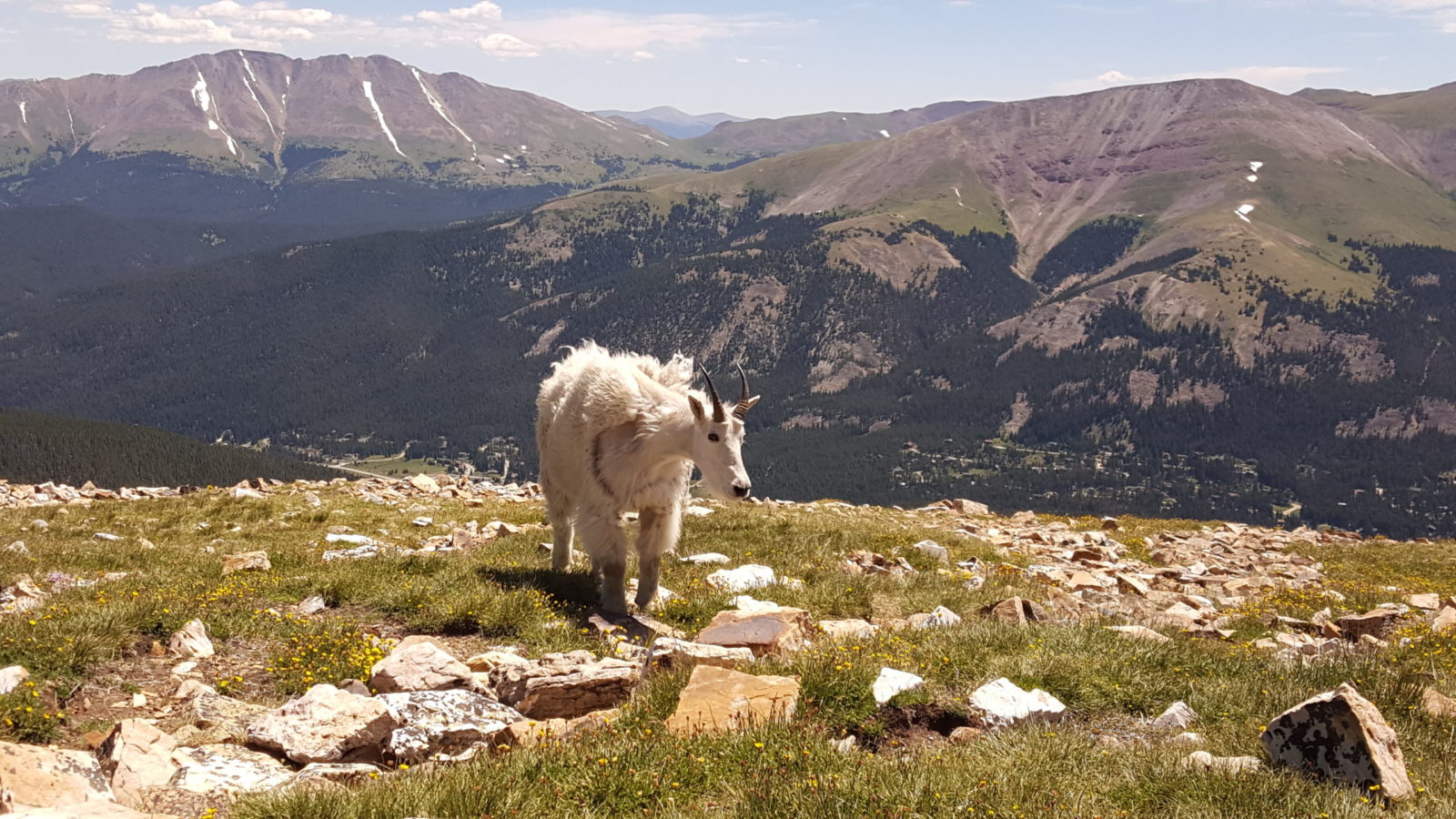 Mountain Goat