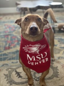 Small tan dog wearing a red MSU Denver bandana around its neck