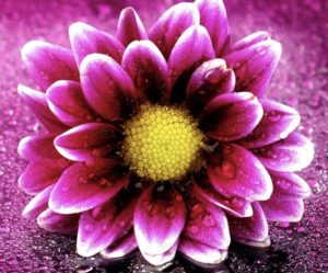 Chrysanthemum