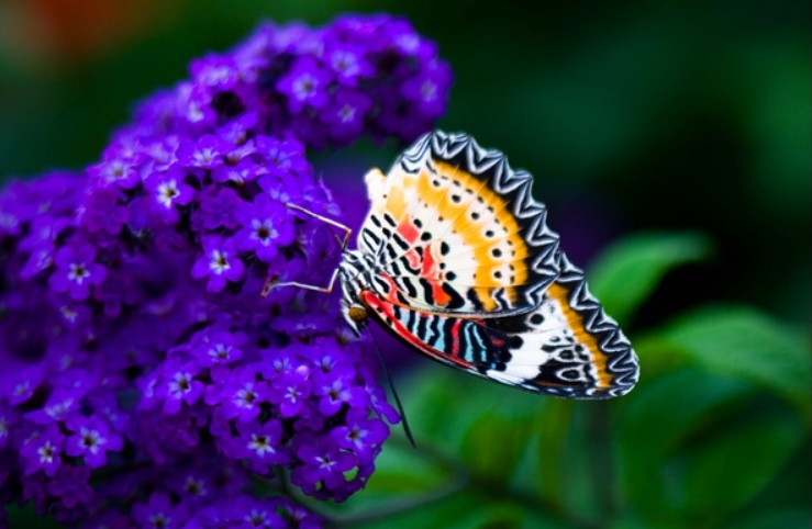 A colorful butterfly rested upon a lilac flower