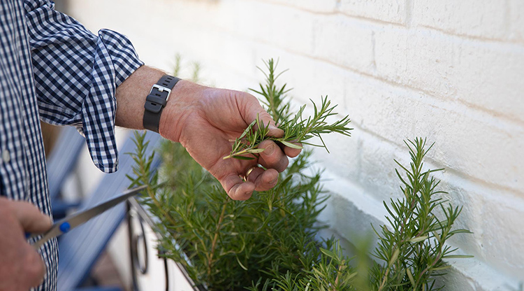 Trimming rosemary from a planter box.