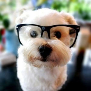 White dog with glasses