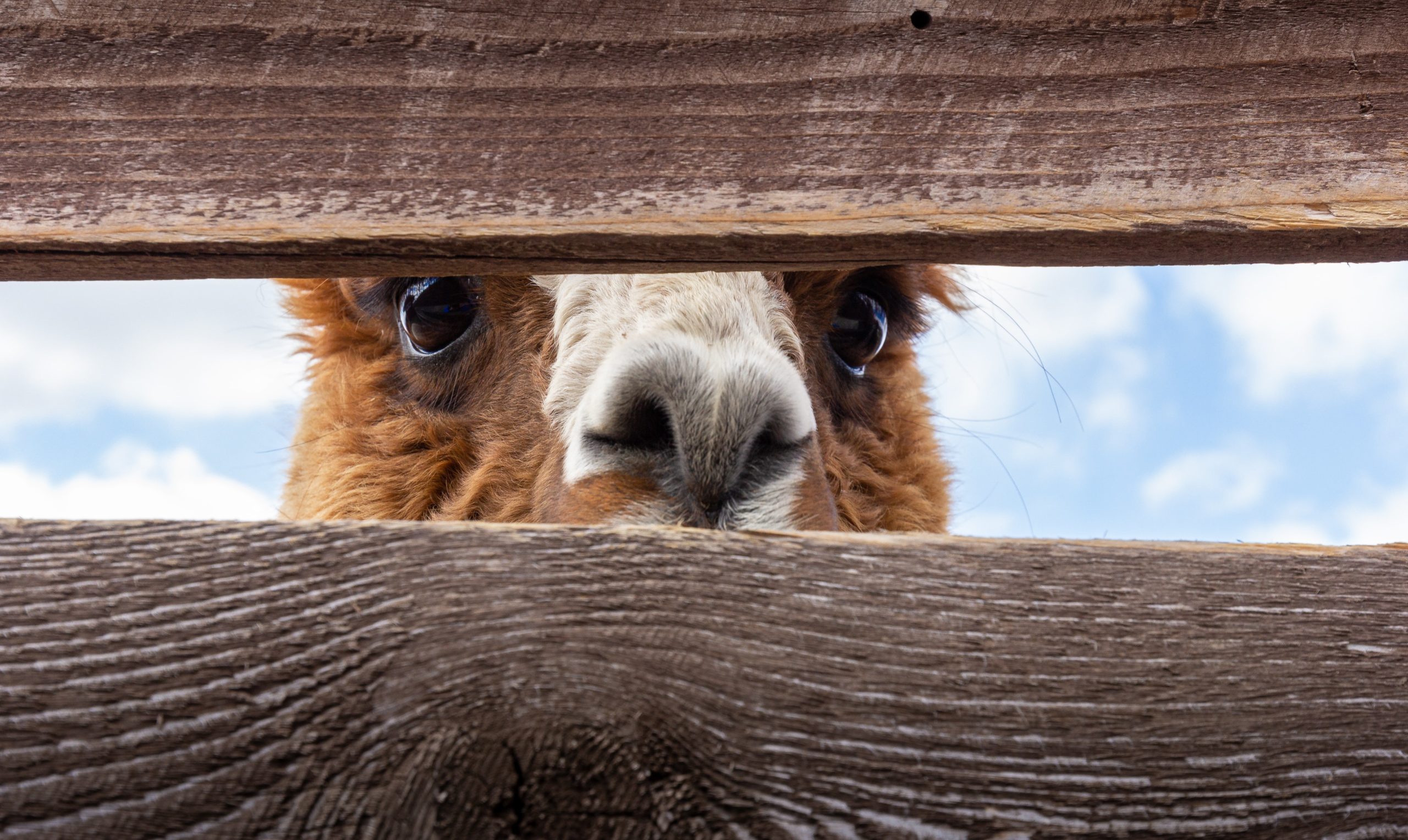 Alpaca looking through a fence