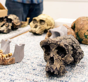 Hominin skull casts