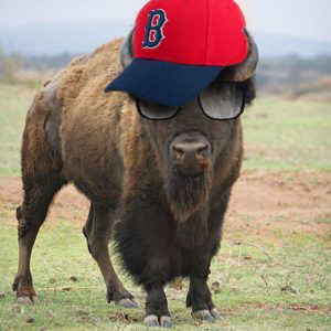 Bison wearing a Red Sox cap