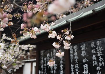 Photo of Cherry Blossoms