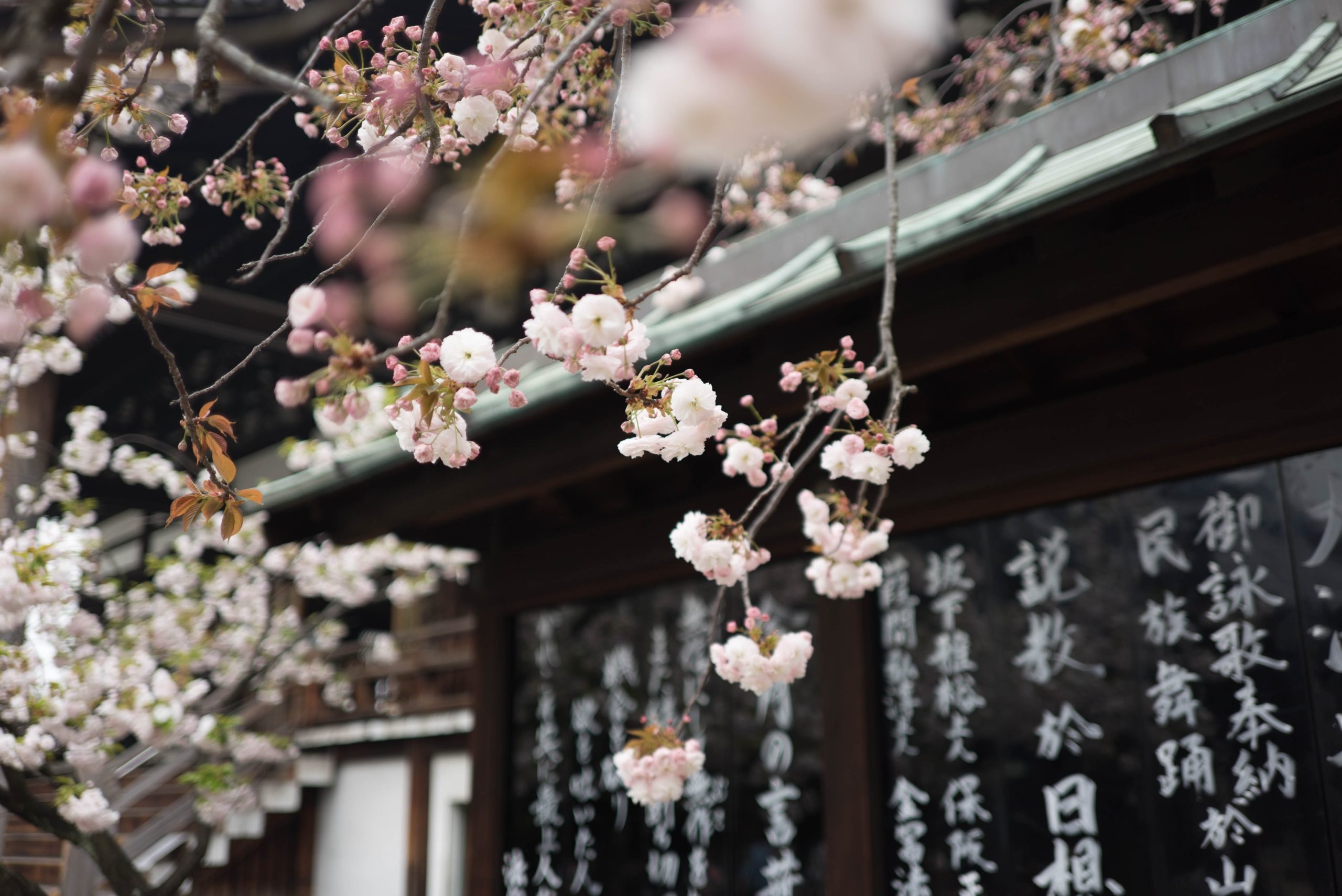 Photo of Cherry Blossoms