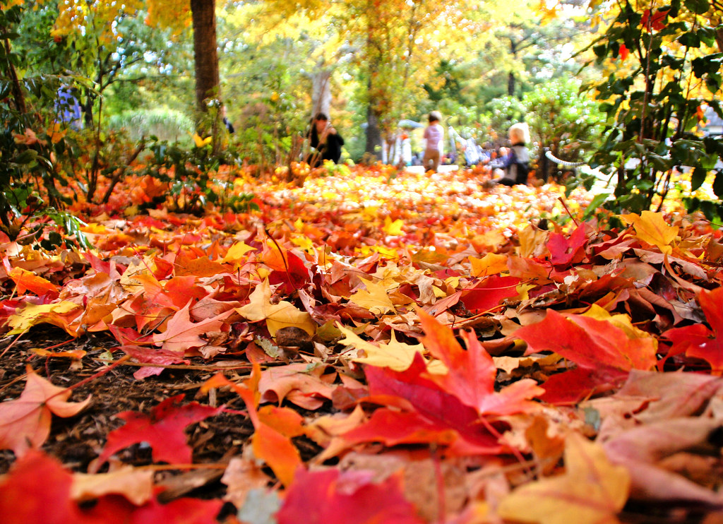 Leaves on the ground during autumn.