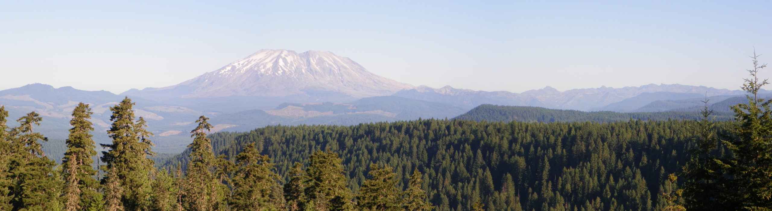 pine forest treetops with a large mountain in the distance