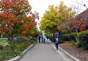 Students walking across campus surrounded by fall foliage.