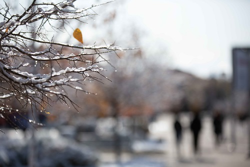 Close up of snow covered tree branches.