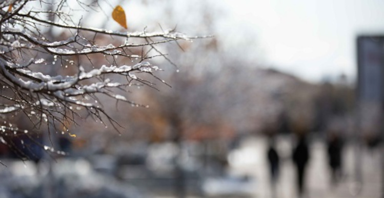 Ice-covered branches in foreground; figures walking on campus in background.
