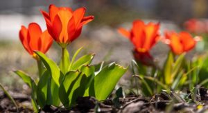 Red tulips blooming on MSU Denver campus.