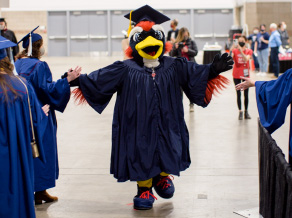 MSU Denver Mascot "Rowdy" in a cap and gown handing out high-fives to graduates