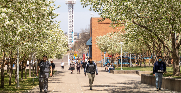 Students walking on Auraria campus pathway lined with blossoming trees.