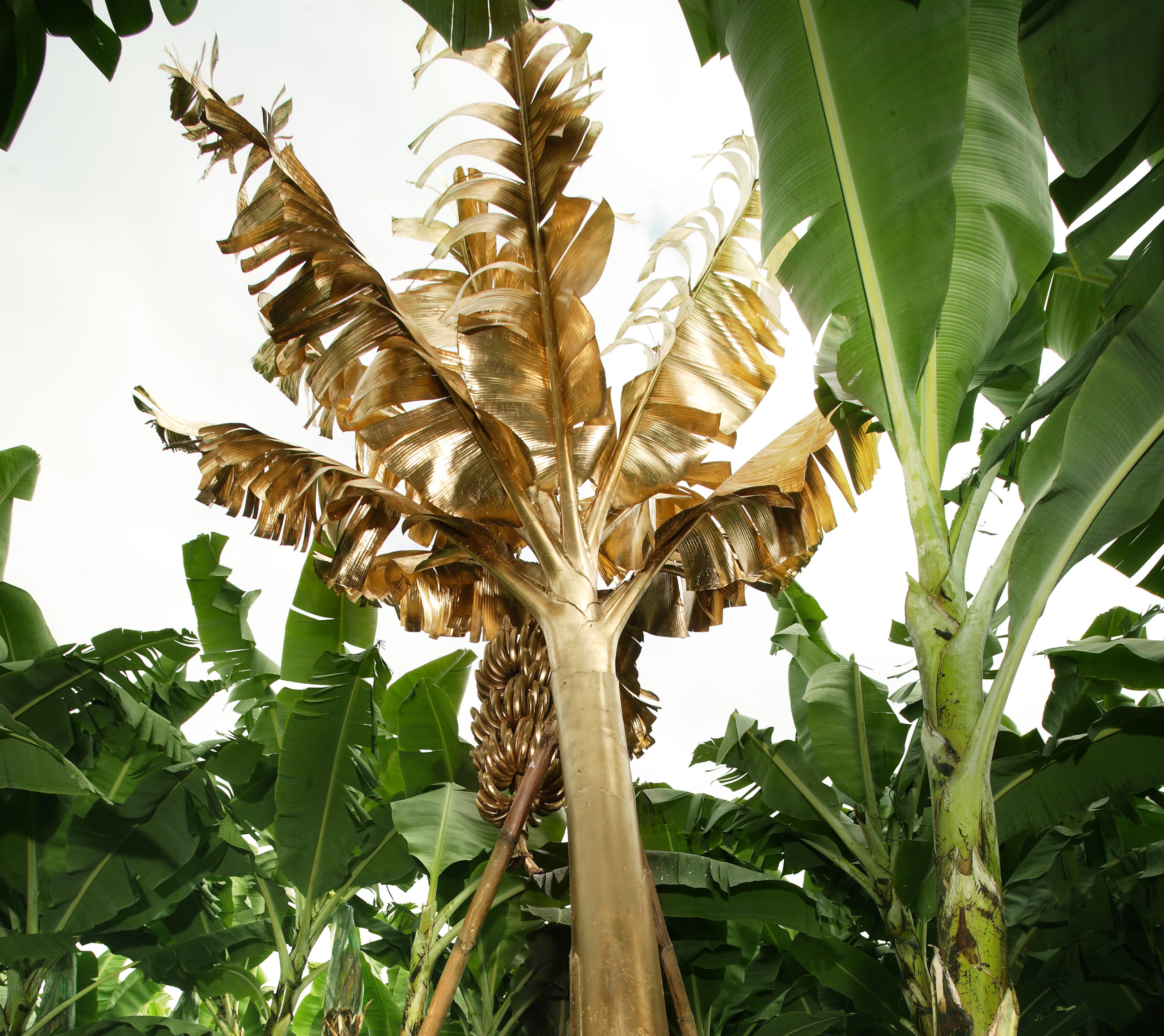 3° 16′ 0″ S, 79° 58′ 0″ W_Maria Jose Argenzio_Banana Craze