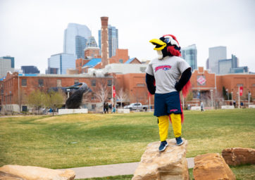 Rowdy on a rock on campus