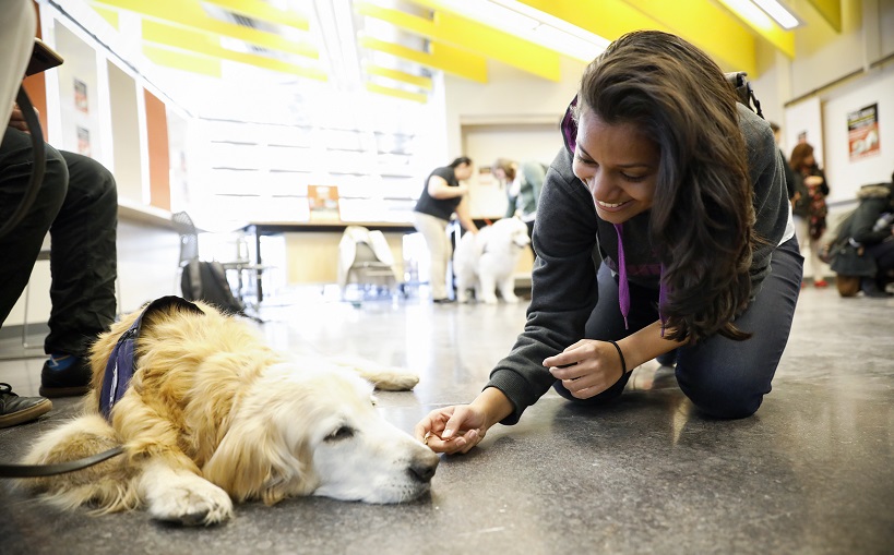 A woman crouching down to pet a therapy dog.