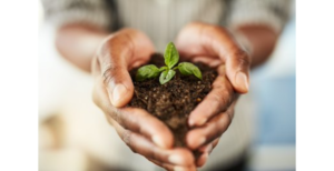 Closeup of Black person holding dirt and a small plant in their hands, no face in photo.
