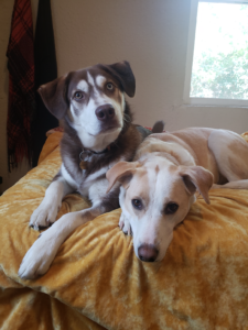 Two dogs on a bed