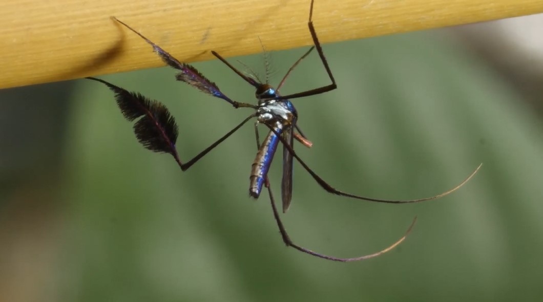 Beautiful Blue Skeeter