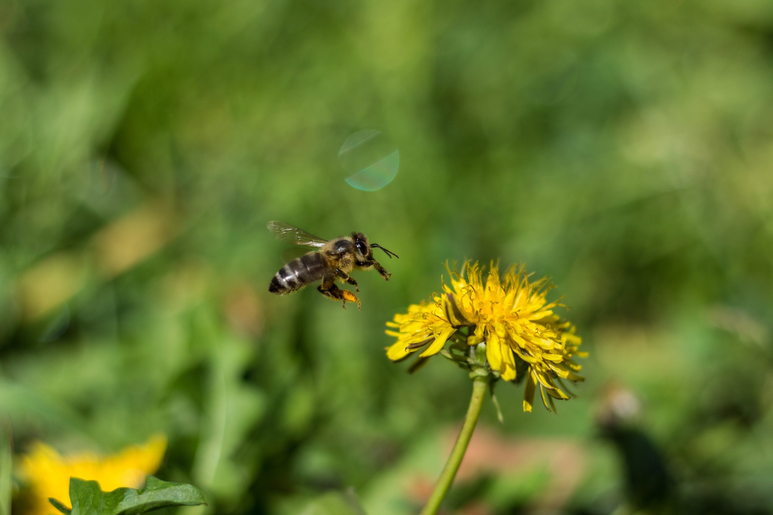 Bee In Flight