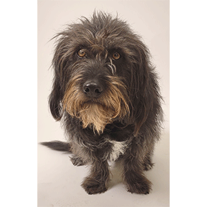 Black, shaggy, and adorable dog named, Conrad.