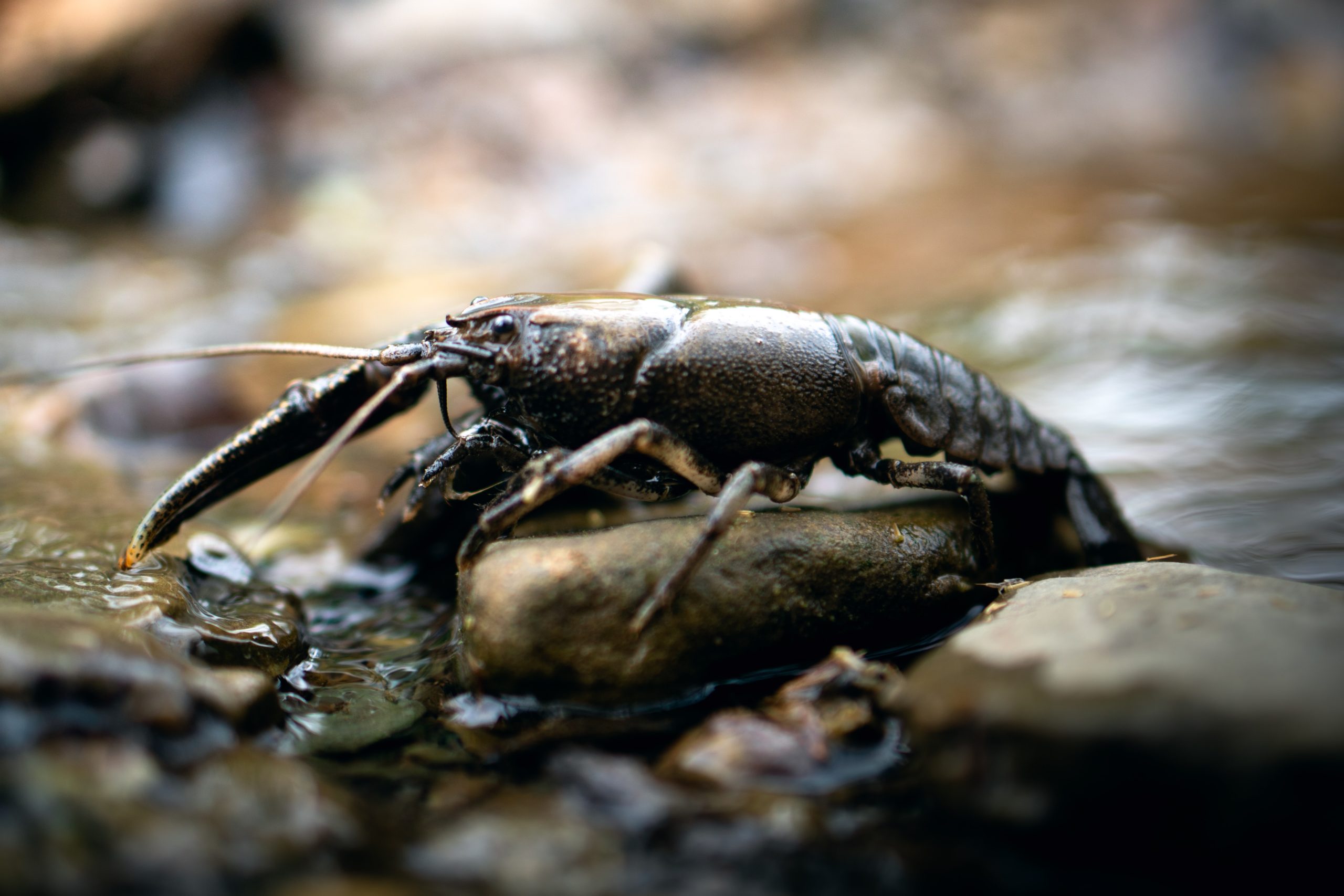 Crayfish