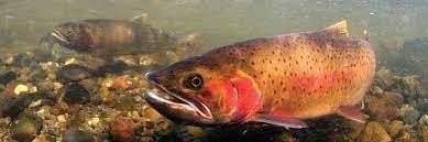 Cutthroat Trout