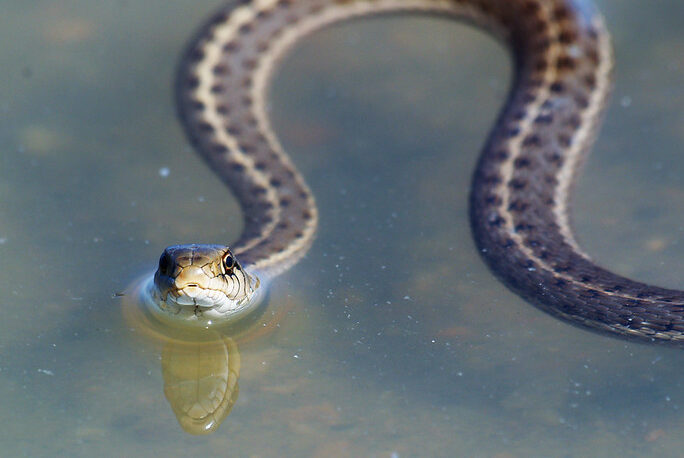 Garter snake in water