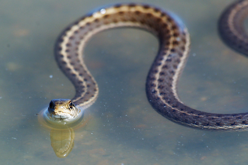 Garter Snake