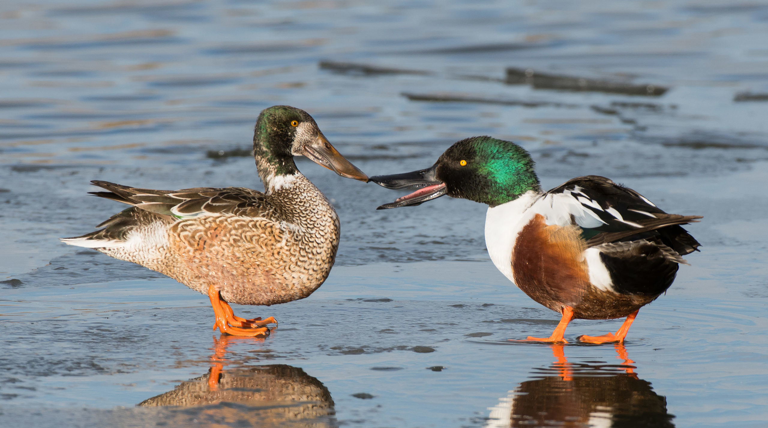 Northern Shovelers-3314