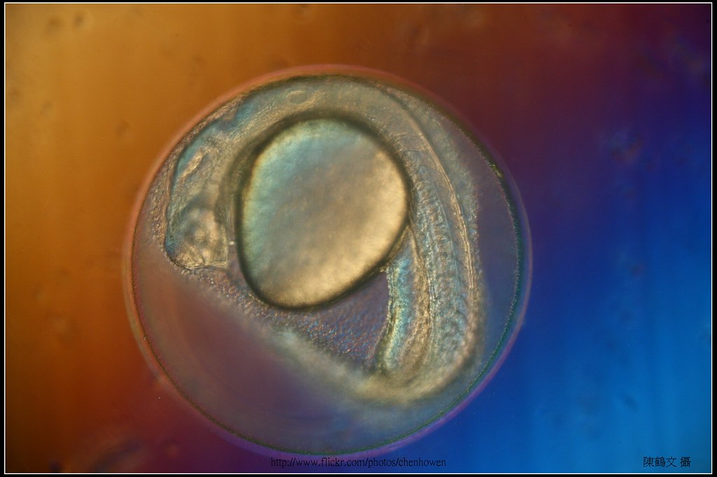 Zebrafish Embryo