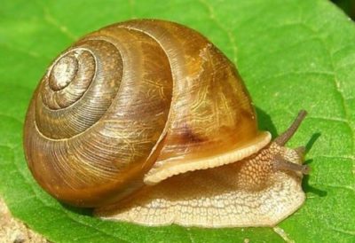 Snail