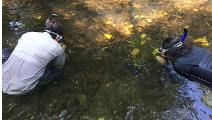 Costa Rica Cichlid – JGS Lab In Action