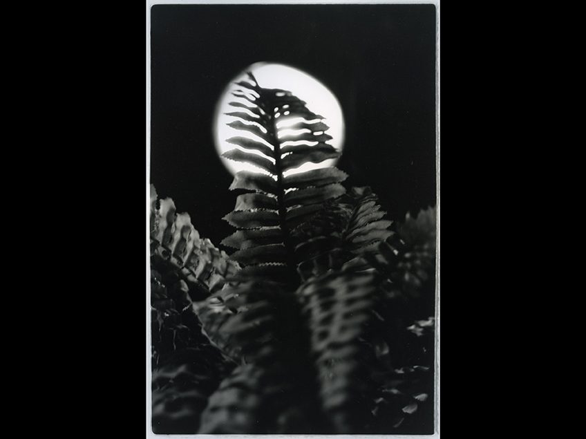 Black and white image of a fern backlit by a moon.