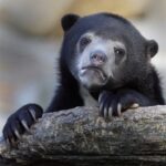 Baby black bear staring into the distance with paws on a tree branch.