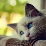 Young kitten resting its head with a forlorn expression.