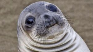 Close-up of a seal's face with wide eyes and a straight face.