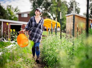 MSU Denver Public Health major Angelica Marley works at Sprout City Farms harvesting vegetables. Photo by Alyson McClaran