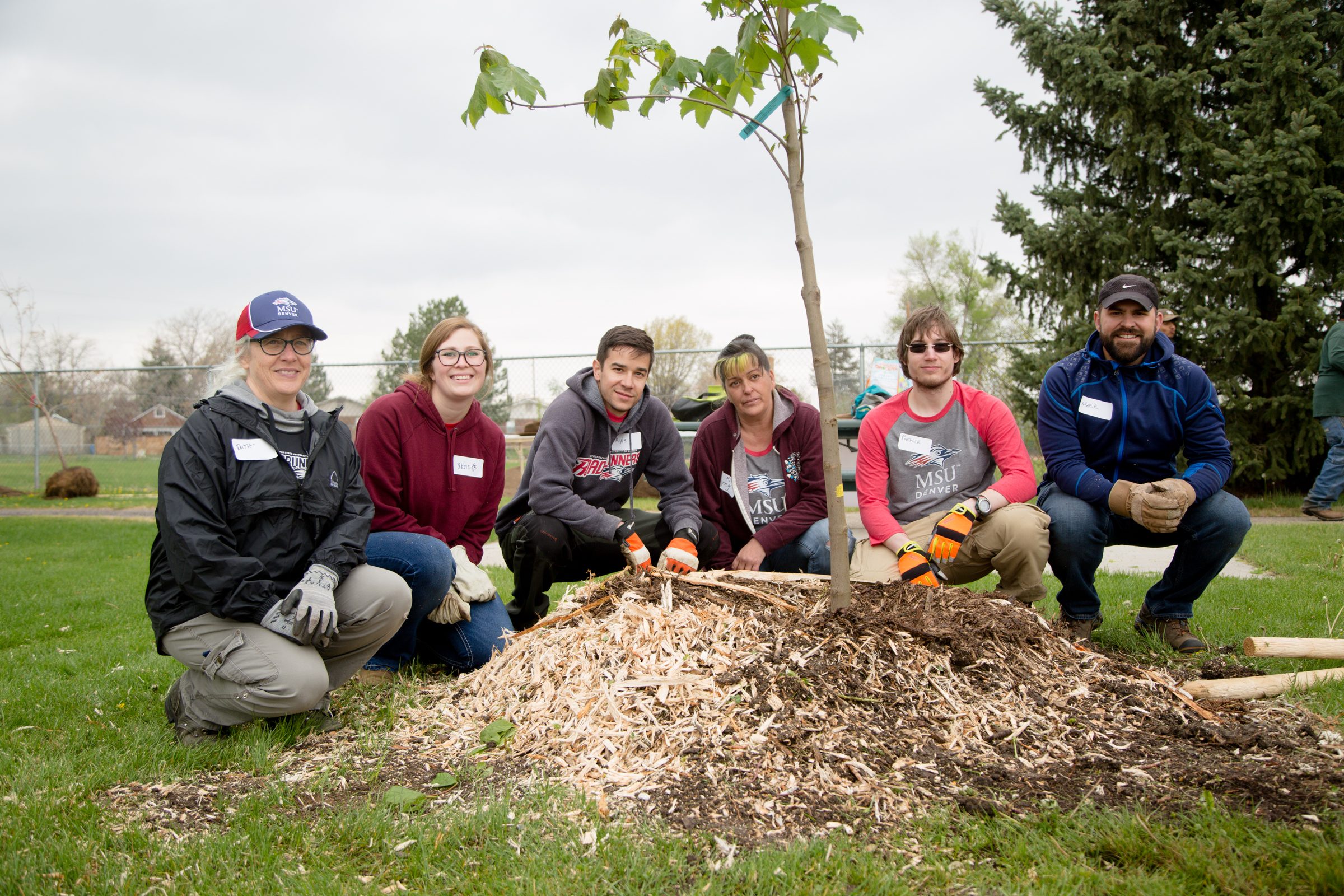 MSU Denver faculty, staff and students planting a tree