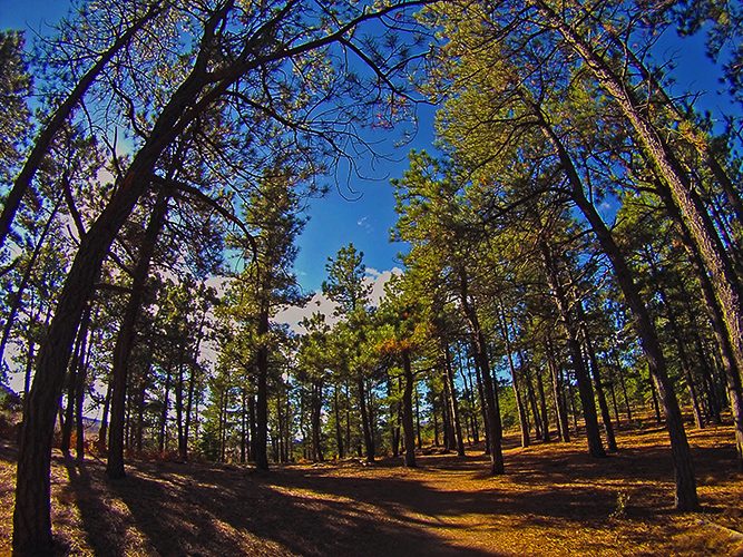 Forrest of spruce trees