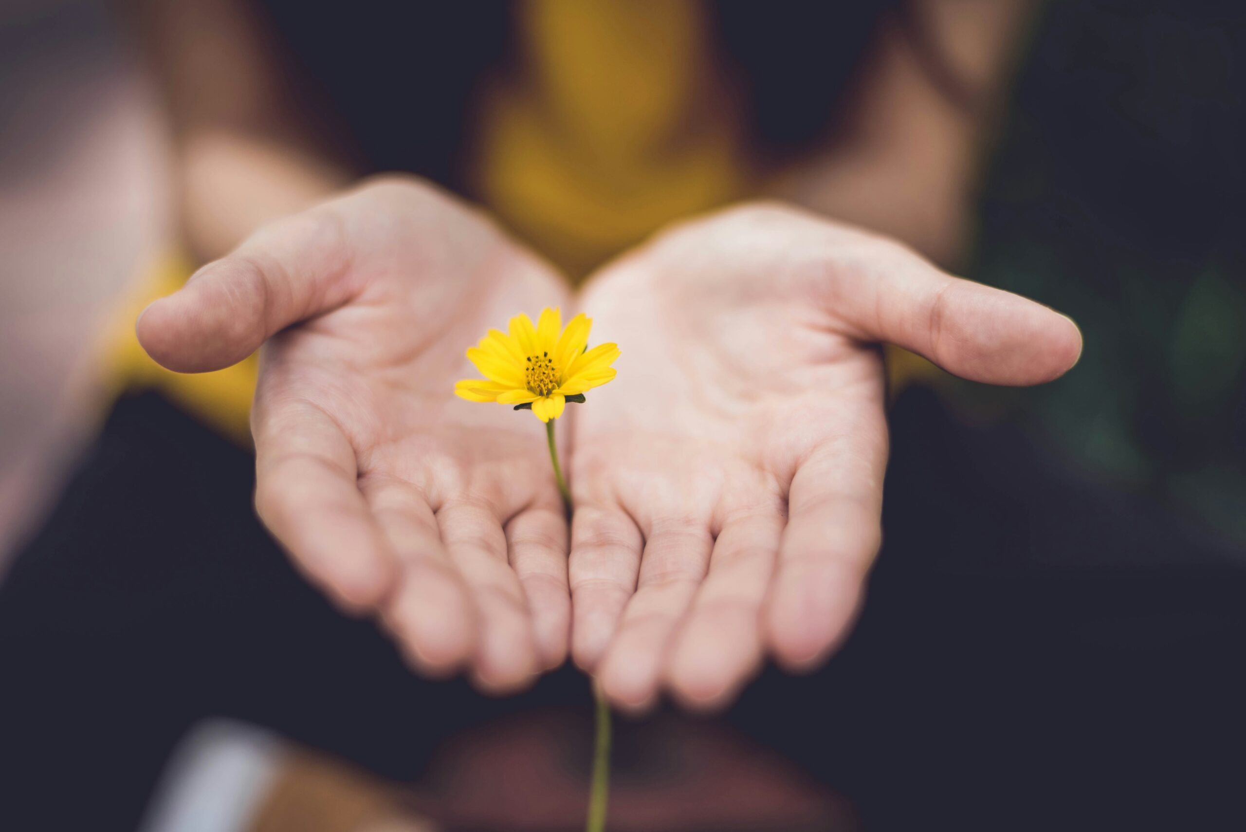 two open hands palms up holding a yellow flower