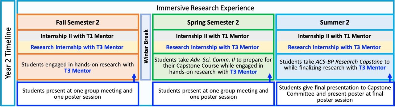 Cartoon of the timeline of events in the second year of the ACS Bridge Program. Throughout the Fall, Spring and Summer of Year 2, students continue working on the Immersive Research Internship portion of the program which includes the following activities (also described above) 1. Meet with their T1 Mentor for ≈1 hour per week 2. Meet with their T3 Mentor for ≈1 hour per week 3. Engage in hands-on research in their T3 Mentor’s lab for 36-40 hours per week 4. Attend group meetings for the T3 Mentor’s lab ≈1-2 hours per week. a. Prepare one oral presentation on their research project to give during group meeting at least once per summer/semester 5. Prepare one poster on their research project to present at a poster session at MSU Denver or a partner institution once per summer/semester. The only deviations from the regularly recurring activities of the Immersive Research Internship occur at the following times for the following reasons: 1. During the Spring Semester of Year 2, the students take Advanced Science Communication II, wherein they perform guided activities that will form the groundwork for their written theses. a. The time commitment for hands-on research drops to ≈30 hours per week while students complete Advanced Science Communication II. 2. During the second summer in the program, the students take the ACS-BP Capstone Course, wherein the students may have longer weekly meetings with their T1 and T3 mentors as they finish writing their thesis, final oral presentation, final poster, and prepare for their Orals-style exam with their Capstone Committee. a. The time commitment for hands-on research drops to ≈10-20 hours per week while students complete their Capstone projects.