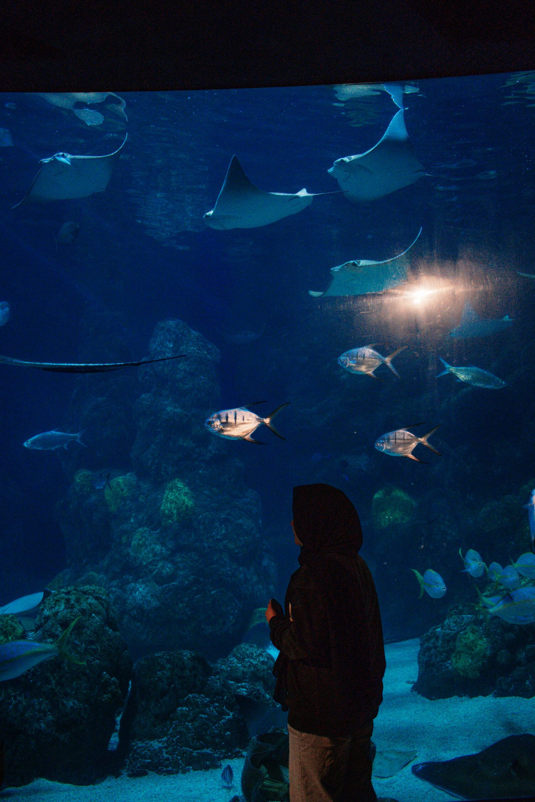 Student looking at a giant fish tank at the Denver Aquarium