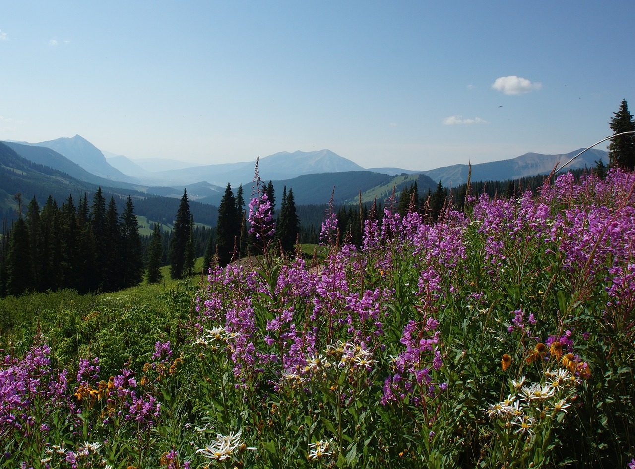 wildflower-1582625_1280